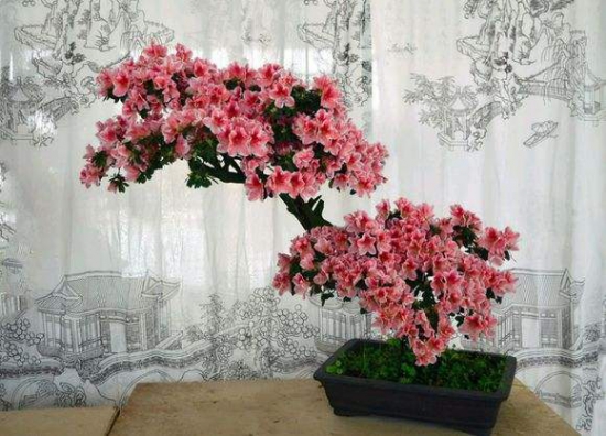 杜鹃花放在卧室好吗,不好/会与人体争吸氧气