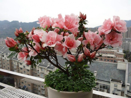 杜鹃花放在卧室好吗,不好/会与人体争吸氧气