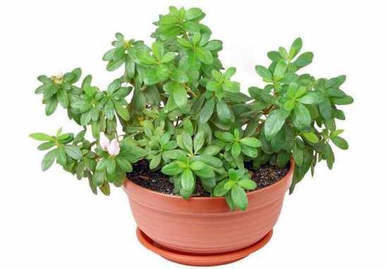 如何让杜鹃花四季开花，四个步骤帮你完美实现