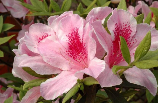 如何让杜鹃花四季开花，四个步骤帮你完美实现