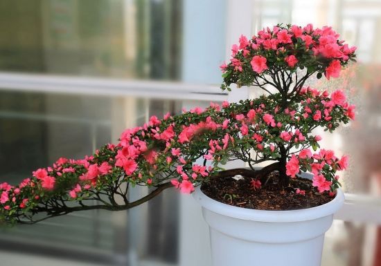 杜鹃花如何爆盆，六个小妙招让你拥有反复爆盆杜鹃花