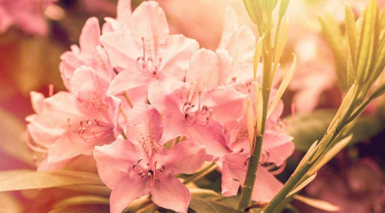 杜鹃花如何爆盆，六个小妙招让你拥有反复爆盆杜鹃花