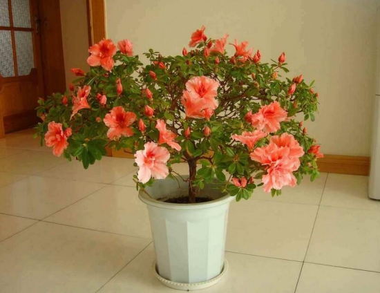 杜鹃花如何爆盆，六个小妙招让你拥有反复爆盆杜鹃花