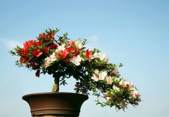 杜鹃花如何爆盆，六个小妙招让你拥有反复爆盆杜鹃花