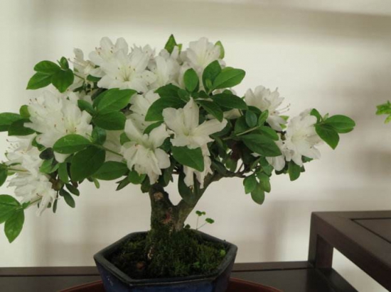 杜鹃花如何爆盆，六个小妙招让你拥有反复爆盆杜鹃花