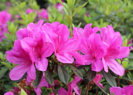 杜鹃花花蕾干枯的原因：杜鹃花蕾干枯多是因为不适应环境造成