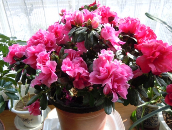 养殖杜鹃花容易吗：对于新手花友来说不容易