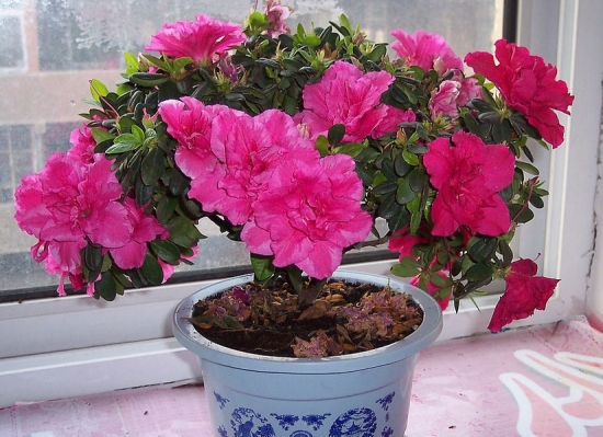 养殖杜鹃花容易吗：对于新手花友来说不容易