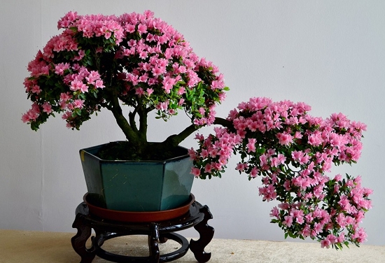 杜鹃花的风水作用：杜鹃花对风水有化煞的作用