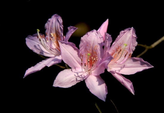 杜鹃花图片附介绍：相册的图片免费下载