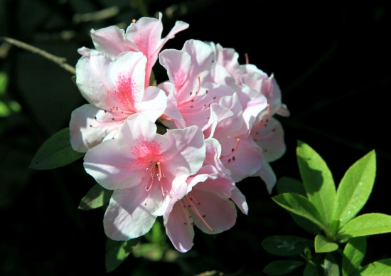 杜鹃花图片附介绍：相册的图片免费下载