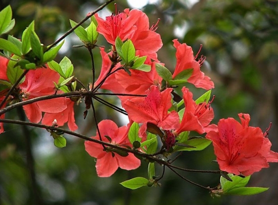 杜鹃花图片附介绍：相册的图片免费下载