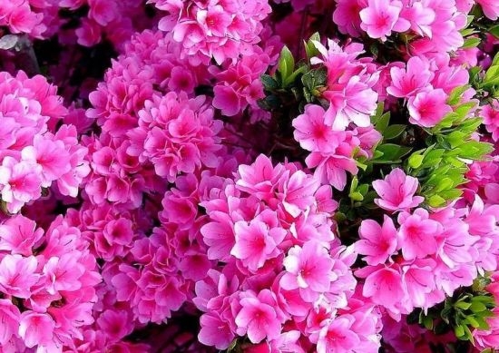 杜鹃花如何播种育苗