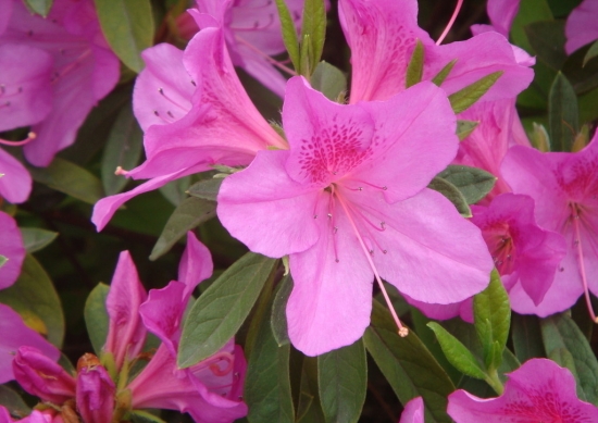 杜鹃花开花前如何养护