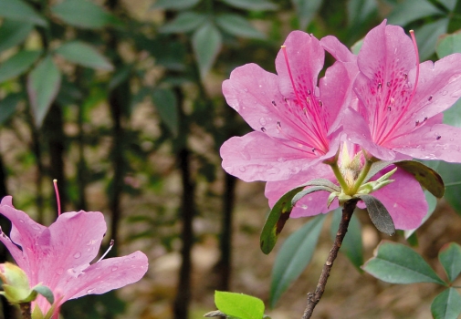 杜鹃花什么时候开：杜鹃花有三种花期