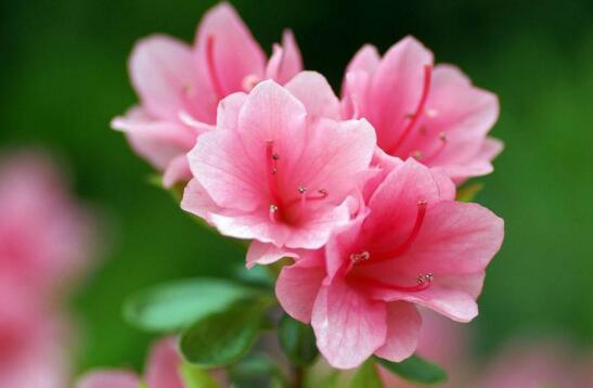 杜鹃花的养殖办法和留意事项：环境,盆土选择很重要