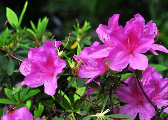 杜鹃花的养殖办法和留意事项：环境,盆土选择很重要