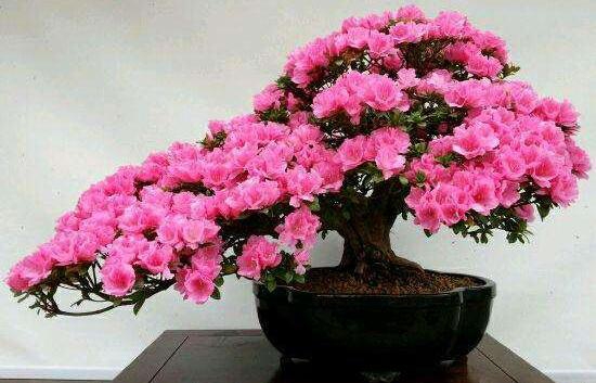 杜鹃花的养殖办法和留意事项：环境,盆土选择很重要