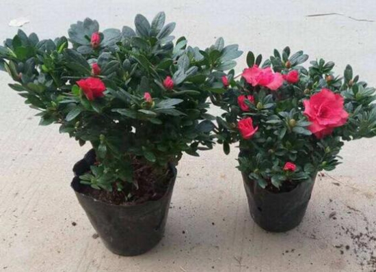 杜鹃花的养殖办法和留意事项：环境,盆土选择很重要