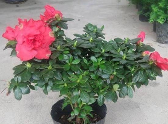 杜鹃花的养殖办法和留意事项：环境,盆土选择很重要