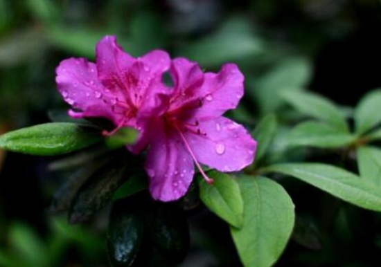 杜鹃花的养殖办法和留意事项：环境,盆土选择很重要