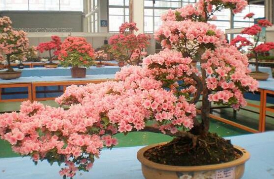 杜鹃花的养殖办法和留意事项：环境,盆土选择很重要