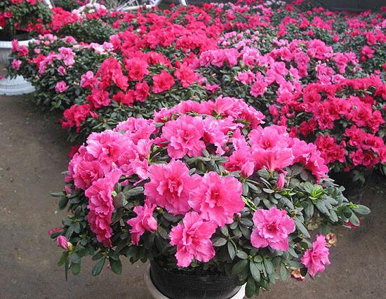 杜鹃花的养殖办法和留意事项：环境,盆土选择很重要