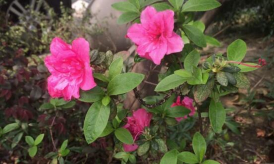 杜鹃花的养殖办法和留意事项：环境,盆土选择很重要