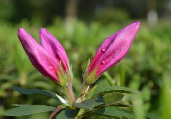 杜鹃花的养殖办法和留意事项：环境,盆土选择很重要