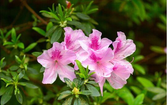 杜鹃花的养殖办法和留意事项：环境,盆土选择很重要