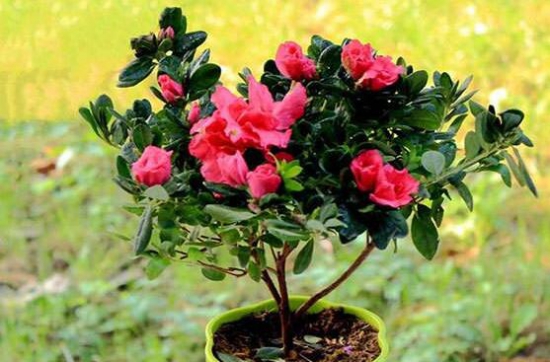 杜鹃花的养殖办法和留意事项：环境,盆土选择很重要