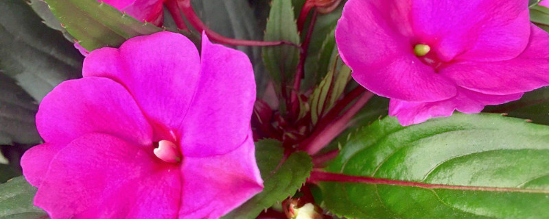 苏丹凤仙花的水培繁殖办法