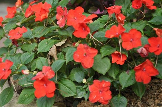 苏丹凤仙花的水培繁殖办法