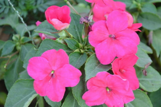 苏丹凤仙花的水培繁殖办法