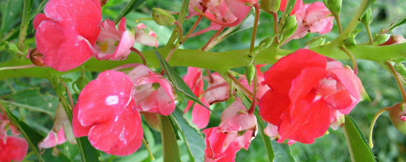 水培凤仙花如何生根快放在哪里