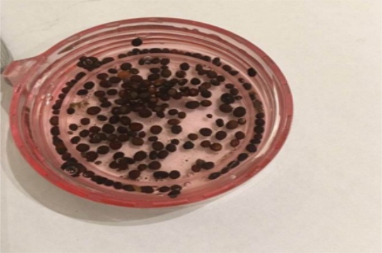 凤仙花的栽培办法