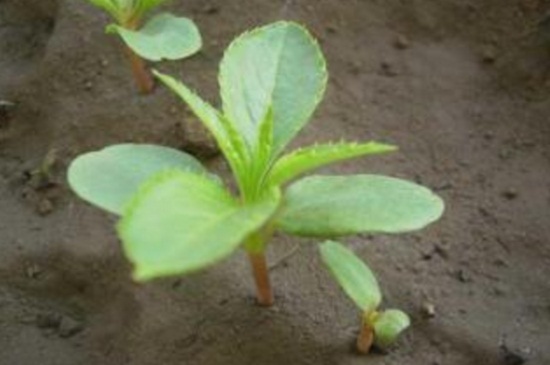 凤仙花的栽培办法