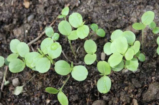 凤仙花的栽培办法