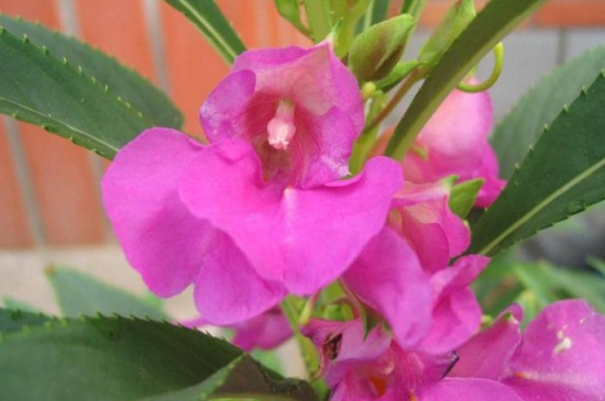 凤仙花的栽培办法