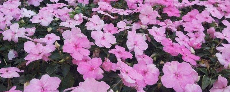 凤仙花的养殖办法和留意事项