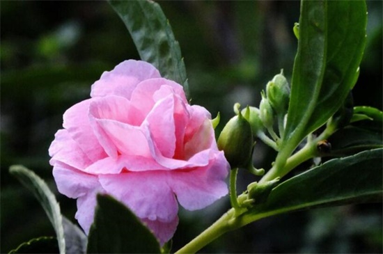 凤仙花的养殖办法和留意事项