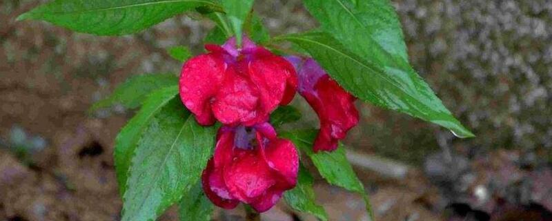 凤仙花如何染指甲