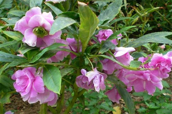 凤仙花不开花如何办，详解三种处理办法