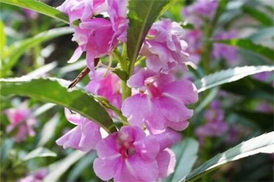 凤仙花不开花如何办，详解三种处理办法