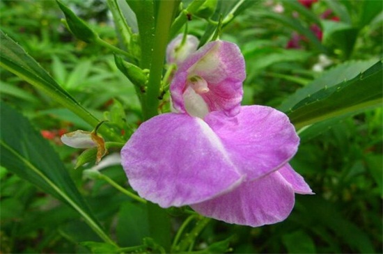 凤仙花不开花如何办，详解三种处理办法