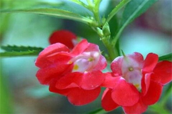 凤仙花不开花如何办，详解三种处理办法