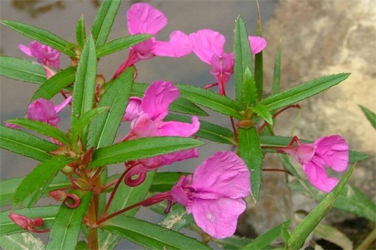 凤仙花如何浇水，详解四种浇水办法