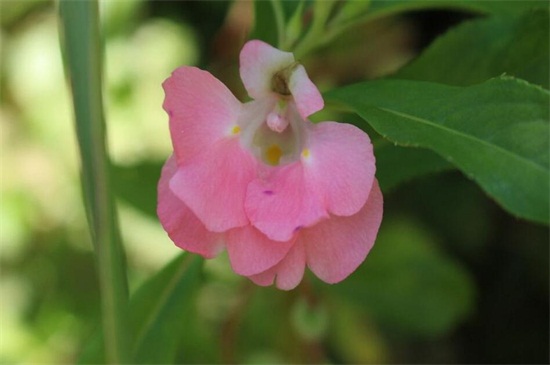 凤仙花如何浇水，详解四种浇水办法