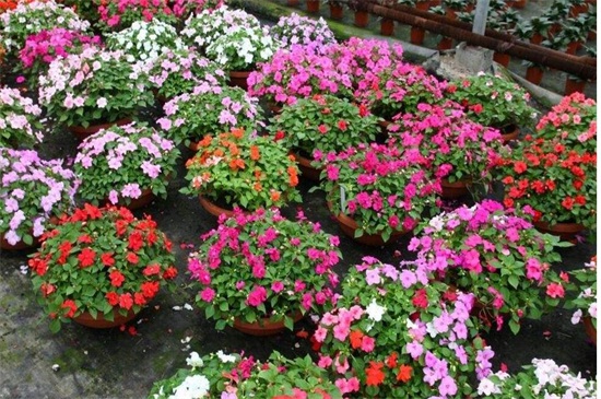 凤仙花如何浇水，详解四种浇水办法