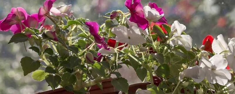 凤仙花如何修剪